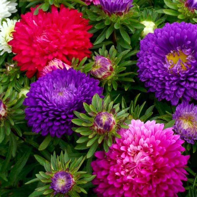 翠菊种子大花好养的籽庭院