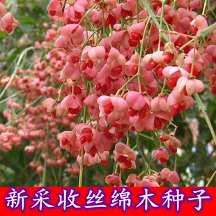 新采丝绵木种子卫矛无患子种子绿化工程树种子丝绵木白杜乔木种籽