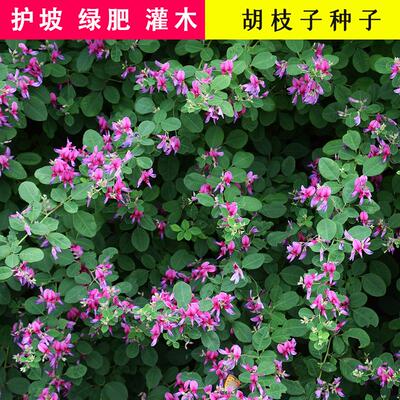 胡枝子种新采灌木耐旱瘠薄