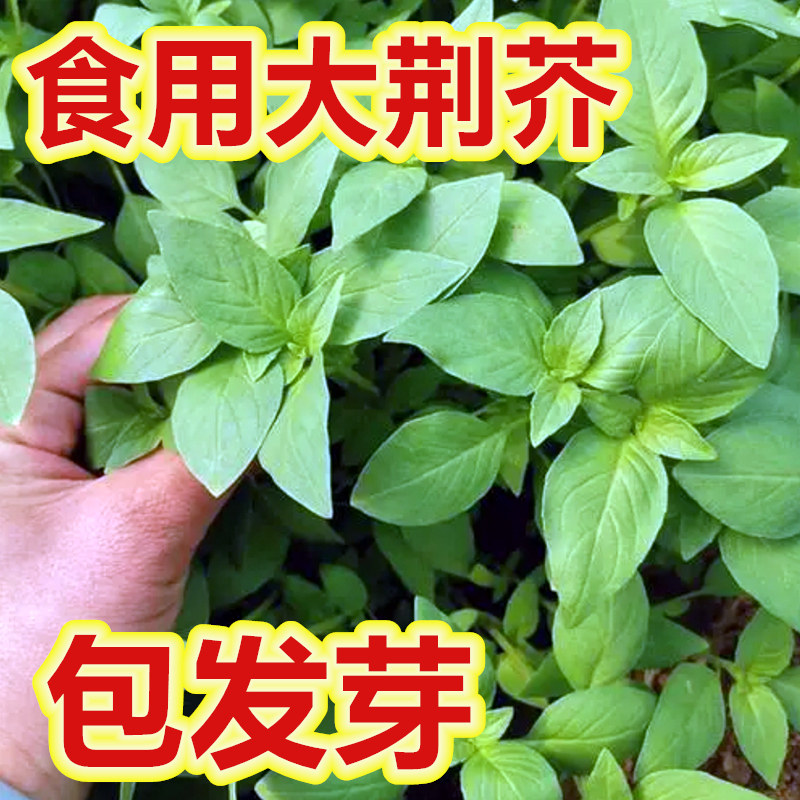 大叶荆芥种籽野生河南荆芥种子九层塔蔬菜种籽子大全食用罗勒种孑