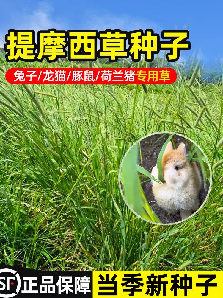 提摩西草种籽兔子食用草种子仓鼠荷兰猪龙猫专用草段多年生牧草子
