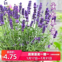 普罗旺斯薰衣草花苗羽叶四季阳台盆栽驱蚊草天竺葵香草植物种子苗
