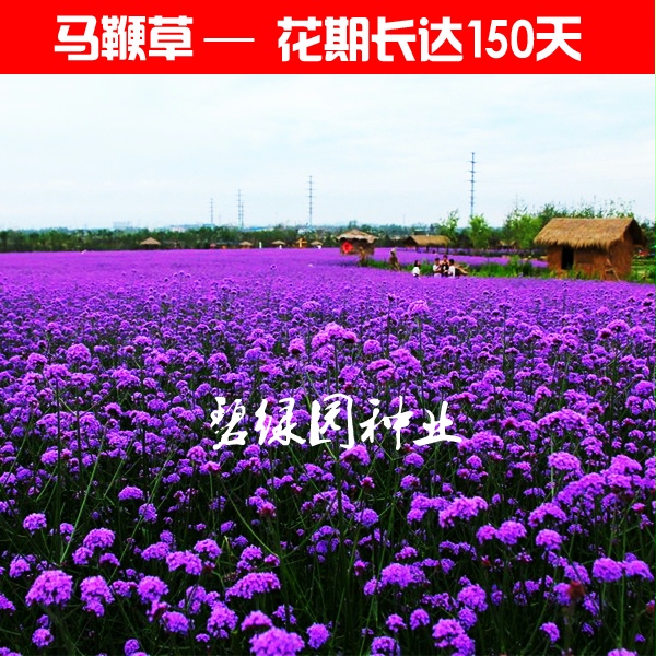 马鞭草花卉种子庭院多年生散装花种子四季室外花草种子耐寒花籽