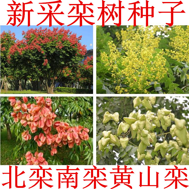 新采林木种子栾树北京籽