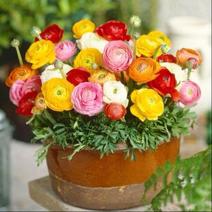 花毛茛种子 春季播 室内花园阳台盆栽秋季四季易种 花卉花籽