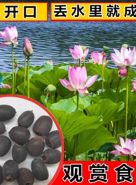 池塘大型观赏荷花种子荷花苗盆栽水养睡莲食用藕苗莲藕苗碗莲种籽
