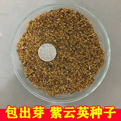 紫云英种子红花草籽养蜂蜜