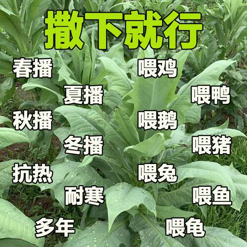 早熟高产苦麻菜种子养鸡鸭
