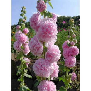 重瓣蜀葵花种子盆栽花苗一丈红易活易种室外阳台春天播种的花种子