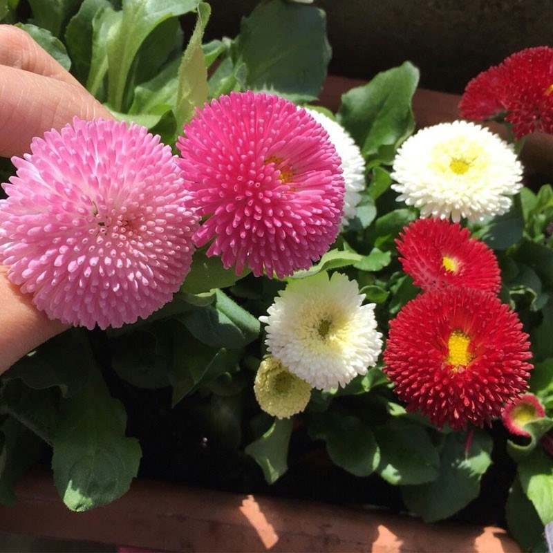 雏菊种子四季播种易活小雏菊花种籽室外植物矮杆阳台好养盆栽花籽