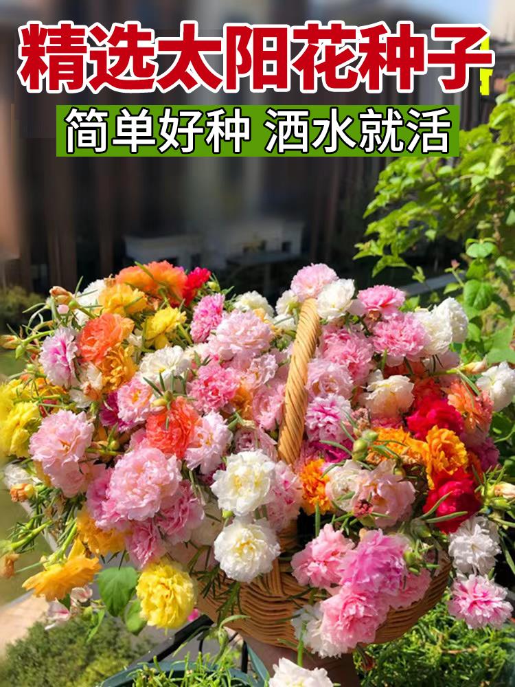 太阳花种孑重瓣花种籽四季开花庭院室外花籽向日葵小雏菊盆栽种子