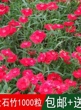 花海专用香草籽美女石竹种子少女石竹多年生地被花卉耐寒四季可播