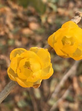 黄色腊梅种子橘黄素心耐寒耐旱 蜡梅深黄色黄梅花多年生乔木树籽