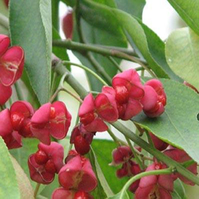 东北丝绵木明开夜合根苗桃叶卫矛种子中草药庭院阳台园艺乔木花卉