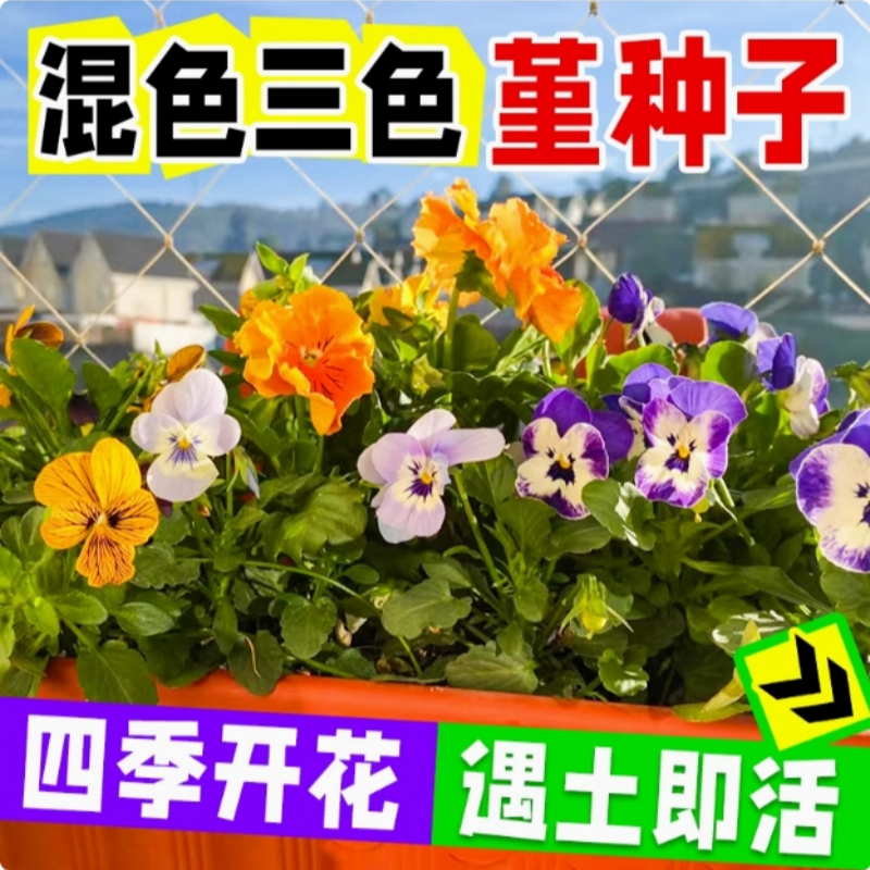 欧尼蒂三色堇花种子角堇花种