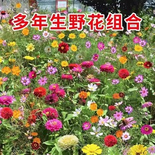 耐寒矮生野花组合花种子四季开花庭院室外阳台花籽子百日草波斯菊