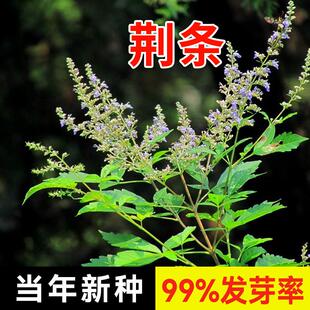 新黄荆条种子荆条树种子蜜源植物荆条花种子杜荆柴黄金子灌木包邮