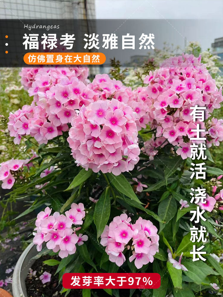 福禄考花种籽子四季播种开花好养活室内室外阳台花卉盆栽可食用籽
