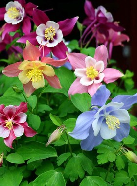 耧斗菜种子猫爪花血见愁耐寒重瓣大花漏斗花籽复瓣多年生花坛盆栽