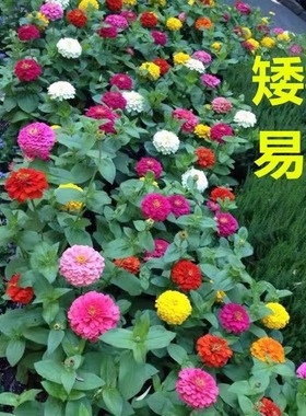 矮杆重瓣百日草花籽格桑花花种籽子四季播种开花室外易活庭院花卉