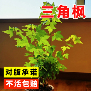 新采三角枫种子 枫树种子三角槭落叶乔木园林绿化树种子