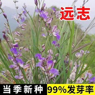 远志种子抽芯远志苗中药材非野生远志种籽500g克可做茶