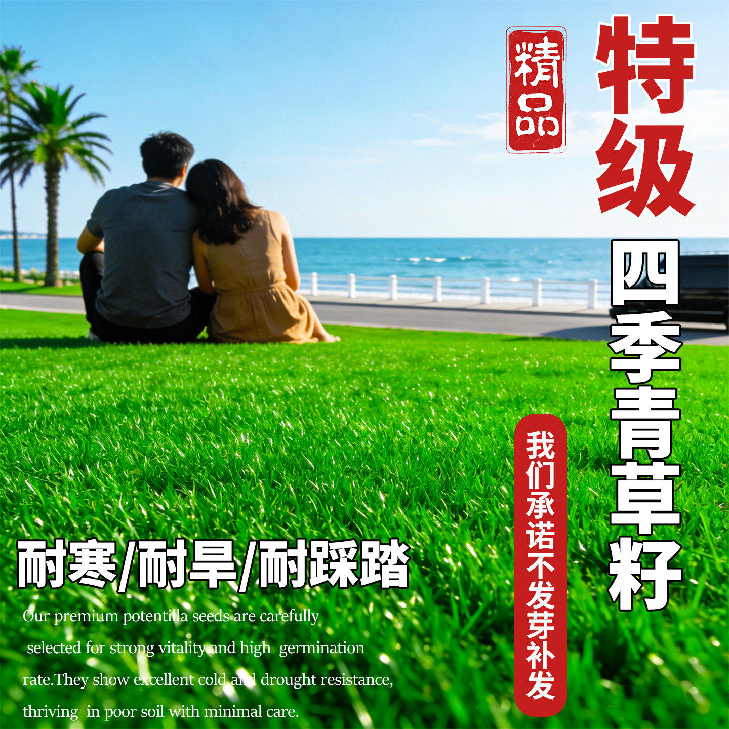 矮生四季青草籽护坡固土免修剪耐寒耐旱别墅公园工程绿化草坪种子