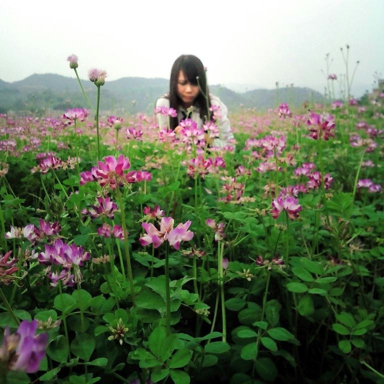 蜜源植物紫云英种子牧草四季