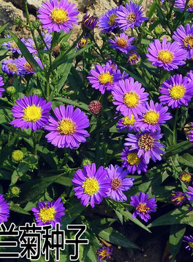 荷兰菊种子 柳叶菊花草四季播易种室内阳台盆栽花卉植物 纽约紫菀