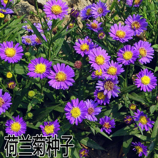 荷兰菊种子 柳叶菊花草四季播易种室内阳台盆栽花卉植物 纽约紫菀