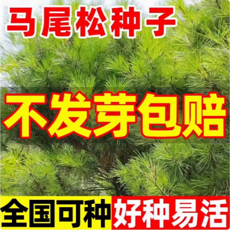 马尾松种子新采松树种籽马尾松籽小树苗松仁子种子高大松树种子图片