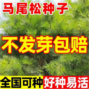 马尾松种子新采松树种籽马尾松籽小树苗松仁子种子高大松树种子