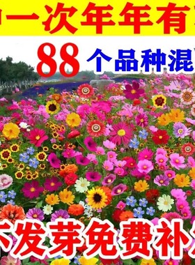 耐寒矮生野花组合花种子四季开花庭院室外阳台花籽子百日草波斯菊