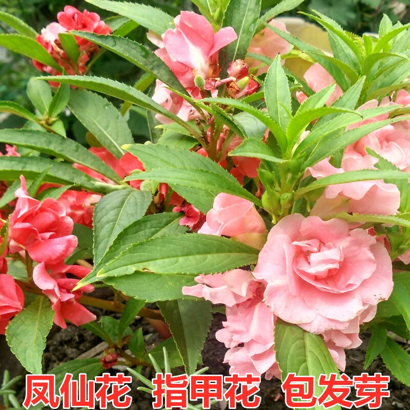 凤仙花种子茶花凤仙种子草花庭院花园四季种植指甲花种子易活包邮