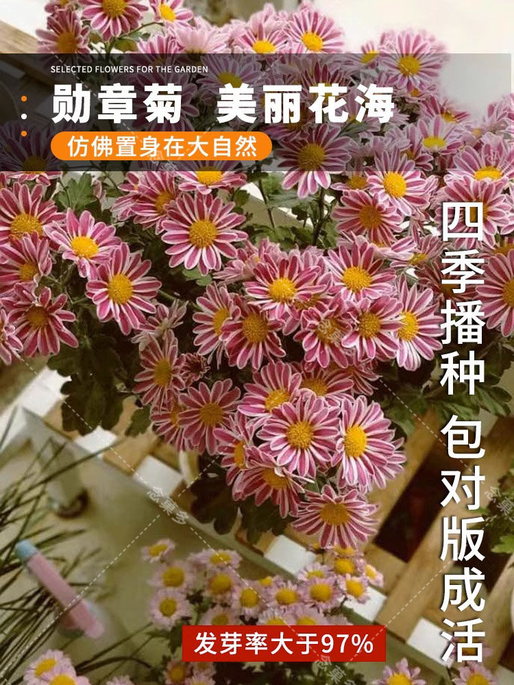 勋章菊花种子四季播种开花卉室内外阳台易活盆栽植物花种籽子