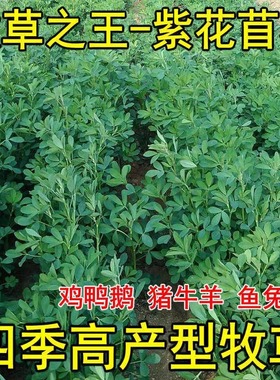 紫花苜蓿草种籽多年生牧草种子四季养殖喂羊牛鸡鸭鹅草鱼牧草种籽
