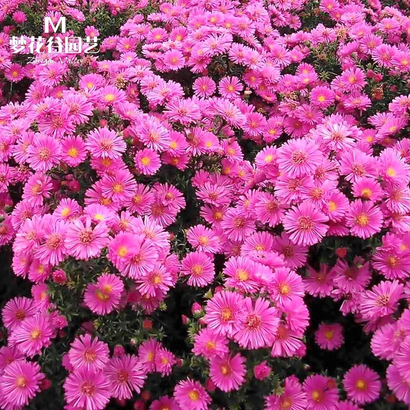 荷兰菊花种子春秋易种四季播种多年生耐寒花籽室内阳台盆栽花种籽,鲜花速递/花卉仿真/绿植园艺,家庭园艺种子,淘宝优惠券,粉丝福利购,淘宝优惠卷