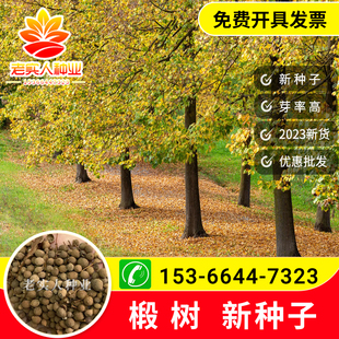 乔木常绿树紫椴树种子籽优良蜜源紫椴种子千层皮火绳树青科榔大叶