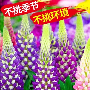 鲁冰花种子四季播种易活开花卉植物花籽羽扇豆花种籽子庭院多年生