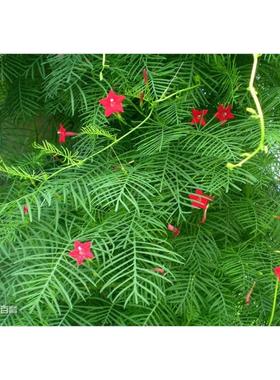 四季开花盆栽茑萝花苗 五角星花 羽叶茑萝 锦屏封 金丝线爬藤植物