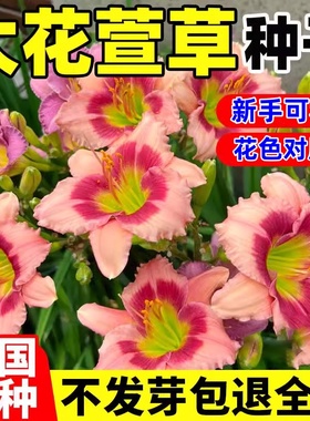 大花萱草种子四季开花多年生花种籽盆栽花卉阳台庭院景观绿化植物