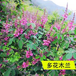 多花木兰种子种子蜜源马夫哨子铁扫帚花种籽灌木养蜂盆栽花卉种孑