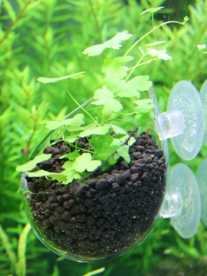 培育水族箱培植鱼缸水草种植盒水草种植杯栽培装饰饲育饲养植物。