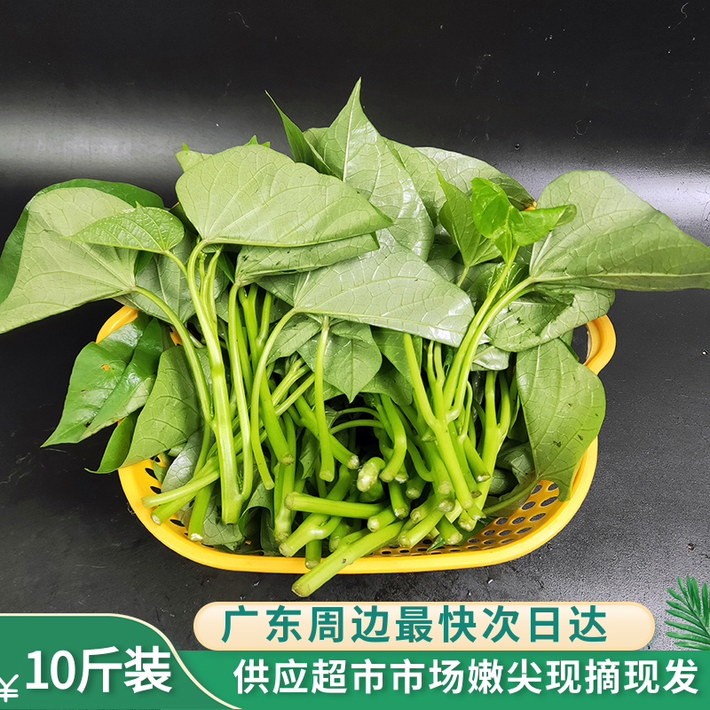 10斤装红薯尖红苕尖地瓜叶食用番薯叶嫩芽新鲜叶菜芽苗菜洋薯叶尖