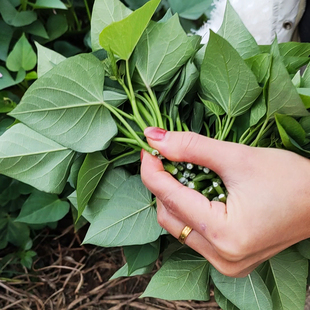 10斤装红薯尖红苕尖地瓜叶食用番薯叶嫩芽新鲜叶菜芽苗菜洋薯叶尖