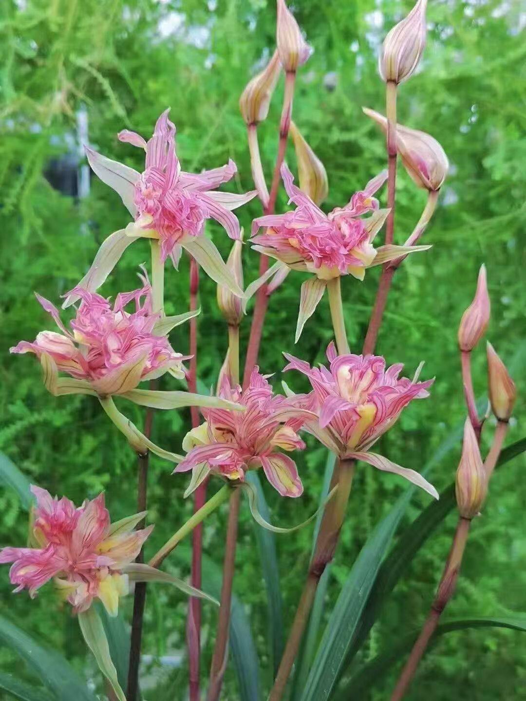 寒兰粉红牡丹奇花～富贵临门，花期带花苞