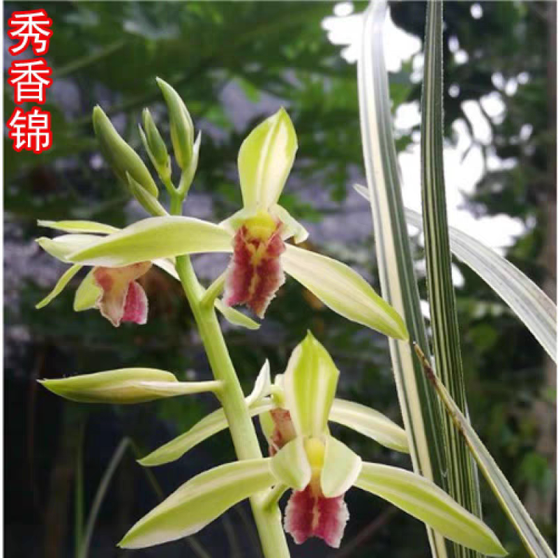 蕙兰名品浓香秀香锦兰花中透斑缟艺兰草花苗 叶花双艺绿植
