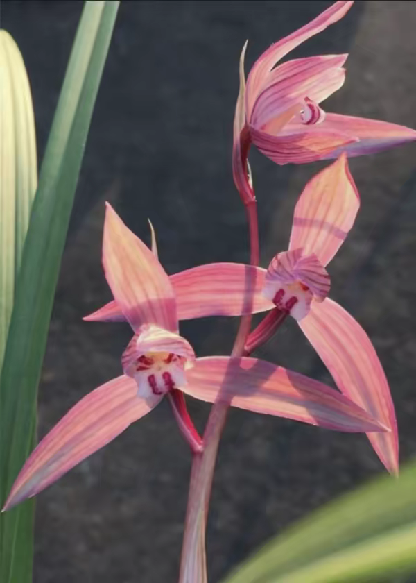清仓价高品质兰花四川引种苗特香春剑新津胭脂花期带花苞浓香型