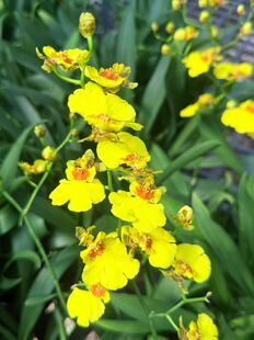 精品兰花文心兰跳舞兰花高高出架~蜜糖~花期两三个月