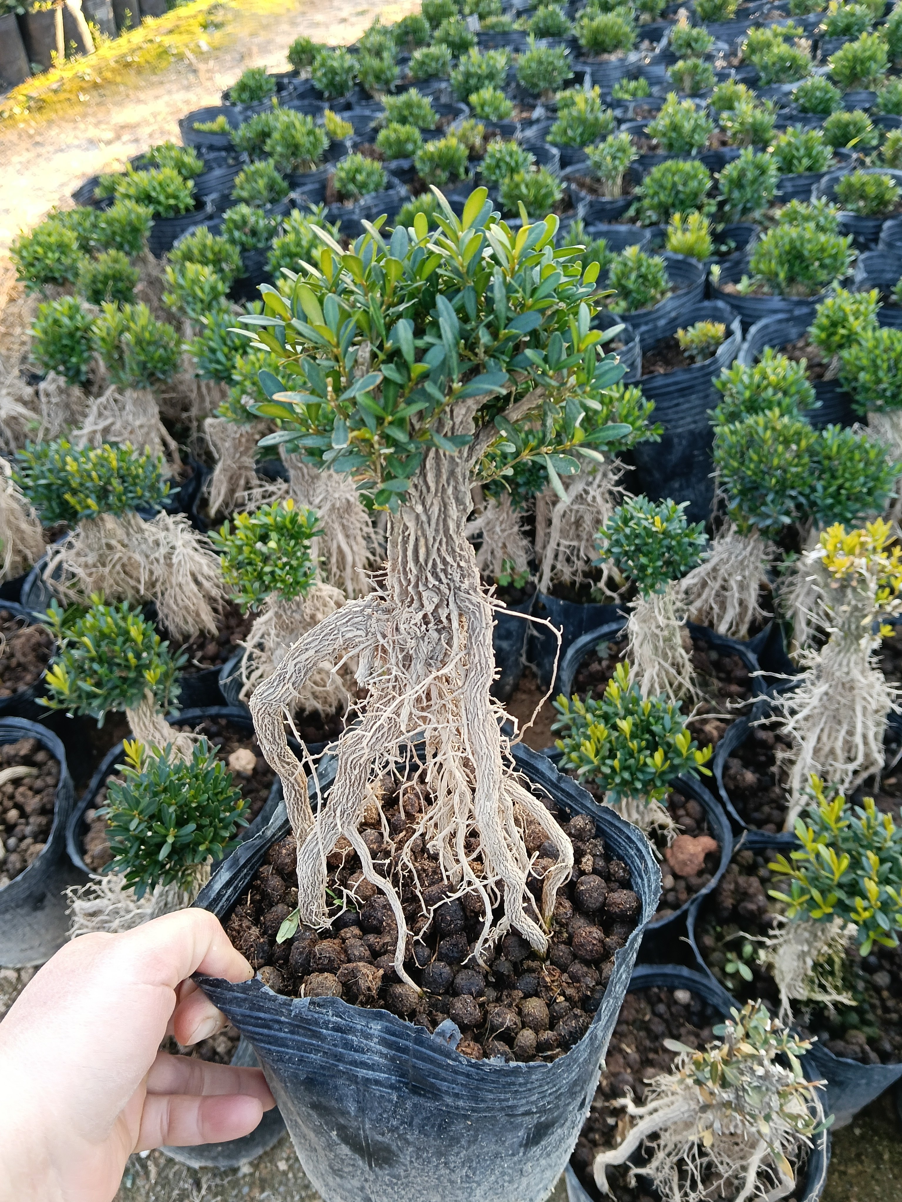 独特提根黄杨盆景老桩自然造型主杆2公分粗10公分长子根20多公分,鲜花速递/花卉仿真/绿植园艺,造型盆景,淘宝优惠券,粉丝福利购,淘宝优惠卷